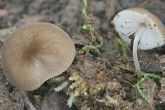 Pluteus seticeps