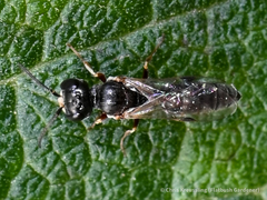 Passaloecus