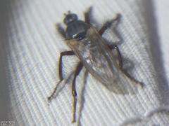 Coelopa