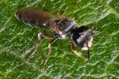 Passaloecus
