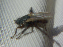 Coelopa
