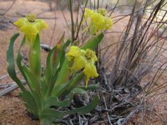 Ferraria flava