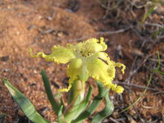 Ferraria flava