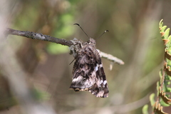 Codatractus arizonensis