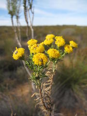 Chrysocoma longifolia