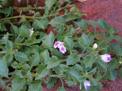 Stemodiopsis kamundii