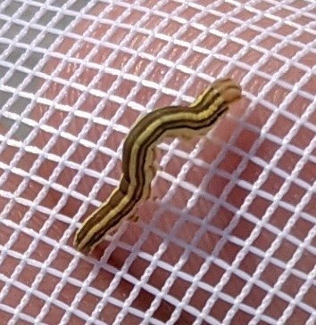 Striped Garden Caterpillar Moth