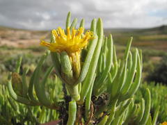 Pteronia heterocarpa