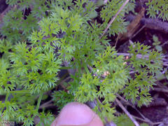 Annesorhiza macrocarpa