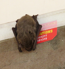Pipistrellus ceylonicus