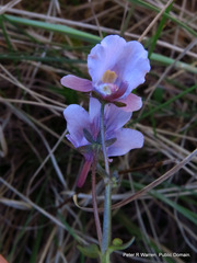 Nemesia denticulata