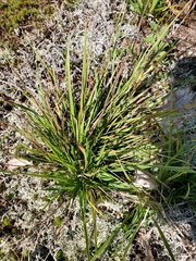 Dichanthelium linearifolium