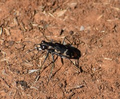 Cicindela schauppii