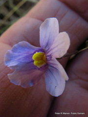 Nemesia denticulata