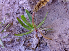 Plantago carnosa