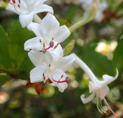 Rhododendron serrulatum