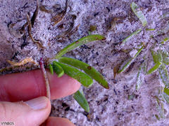 Plantago carnosa