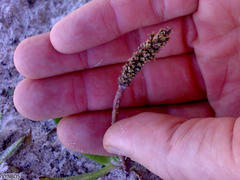 Plantago carnosa