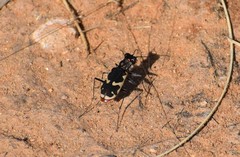 Cicindela schauppii