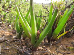 Lachenalia patula