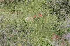 Bouvardia ternifolia
