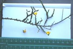 Aspalathus microphylla