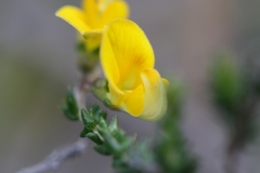 Aspalathus microphylla