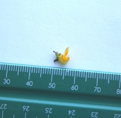 Aspalathus microphylla