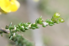 Aspalathus microphylla