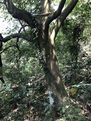 Ficus irisana