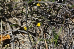 Aspalathus microphylla