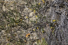 Aspalathus microphylla