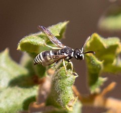 Stenodynerus blandus
