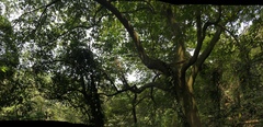 Ficus irisana
