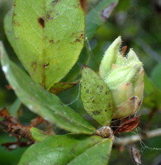 Rhododendron serrulatum