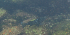 Aplodactylus lophodon