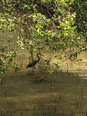 Ardea sumatrana