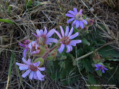 Senecio speciosus