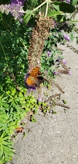 Polygonia interrogationis