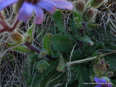 Senecio speciosus