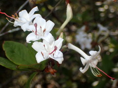 Rhododendron serrulatum
