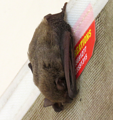 Pipistrellus ceylonicus