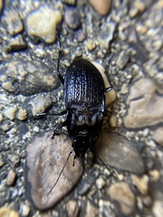 Dicaelus sculptilis