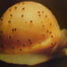 Cypraeovula atlantica - Photo (c) roy_marlow,  זכויות יוצרים חלקיות (CC BY-NC), הועלה על ידי roy_marlow
