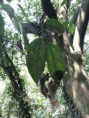 Ficus irisana