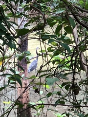 Ardea sumatrana