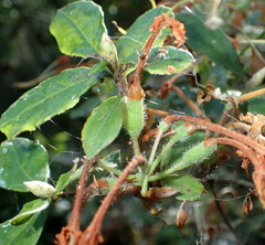Rhododendron serrulatum