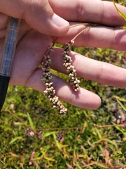 Persicaria careyi