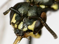 Perdita octomaculata