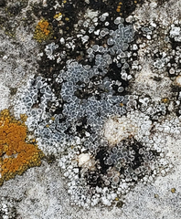 Lecanora bicincta